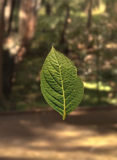 葉っぱのフルカラー3Dスキャン